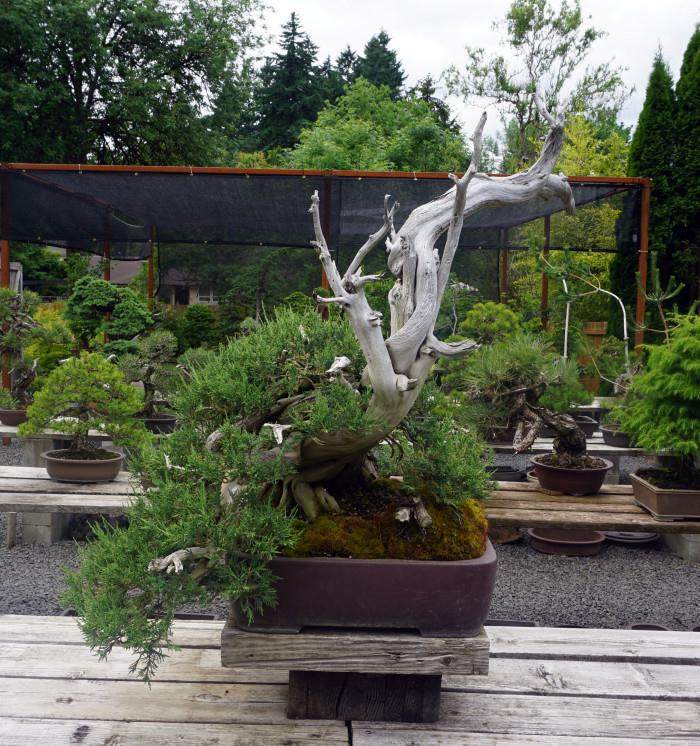 请欣赏老外制作的山楂盆景