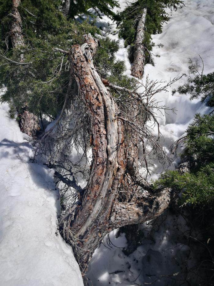 当然 山地铁杉应该更多地用于盆景?