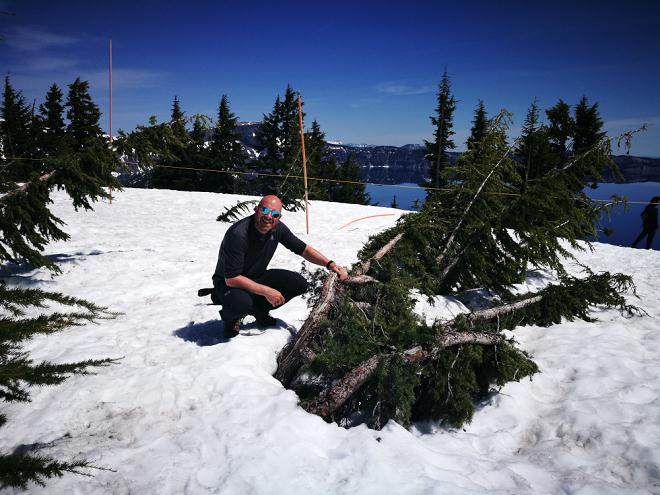 当然 山地铁杉应该更多地用于盆景?