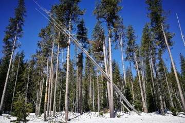 当然 山地铁杉应该更多地用于盆景？