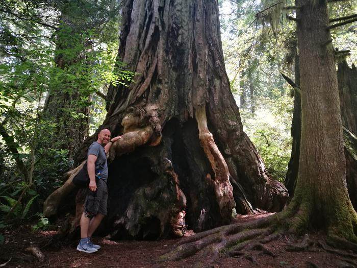 我很想看到最好的北美红杉盆景