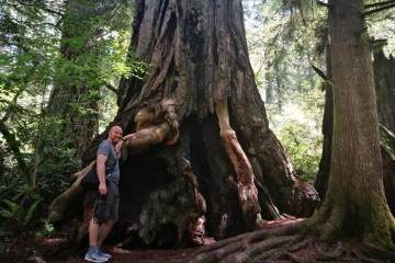 我很想看到最好的北美红杉盆景