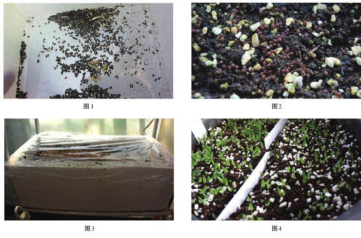 图解多肉十二卷的养成之路 图片