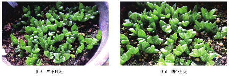 图解多肉十二卷的养成之路 图片