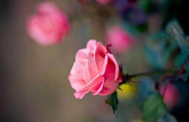 3月高档盆花销售明显进入淡季