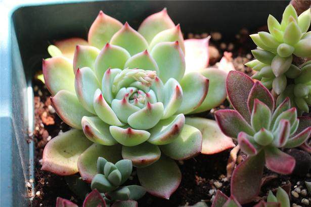 本月气温骤升 高温对多肉植物交易造成不利影响