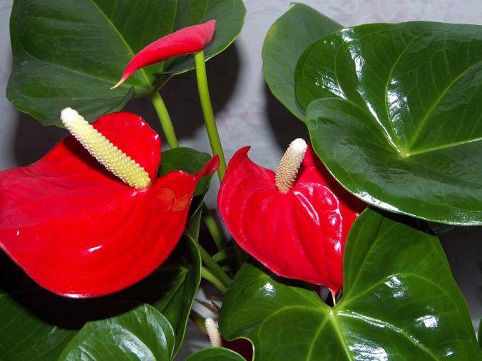 3月 红掌主流盆花销售平稳 价格小幅下滑