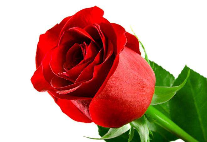 4月玫瑰价格较上月继续下跌，跌幅不明显