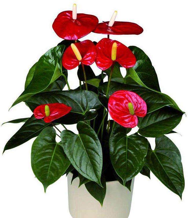 4月上海天气逐渐转暖 鲜切花大量上市