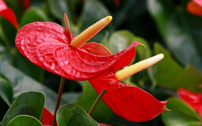 4月 上海气候适宜 是盆花销售的旺季