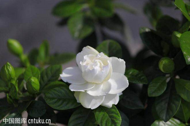 4月 冠幅15~30厘米的栀子花 市场售价10~20元/盆