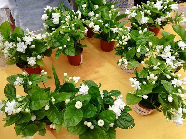 如4月 茉莉盆花 售价4.0~12.0元/盆