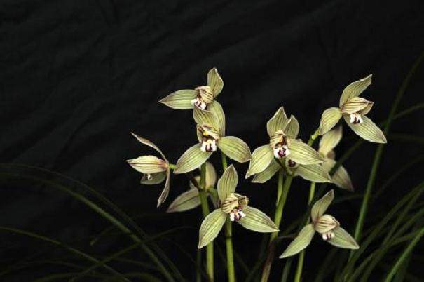 4月 漳州气温升高 国兰销量约减少10%~20%