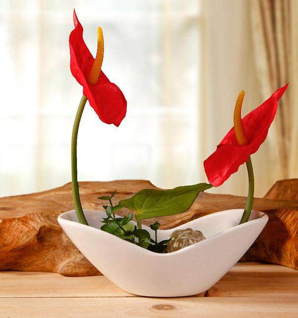 4月 盆径14~19厘米的红掌品种18.0~45.0元/盆