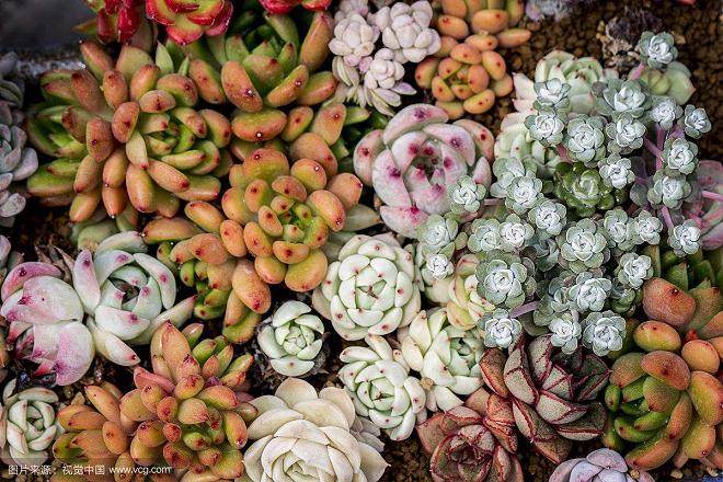 屏南县多肉植物组培研发生产基地
