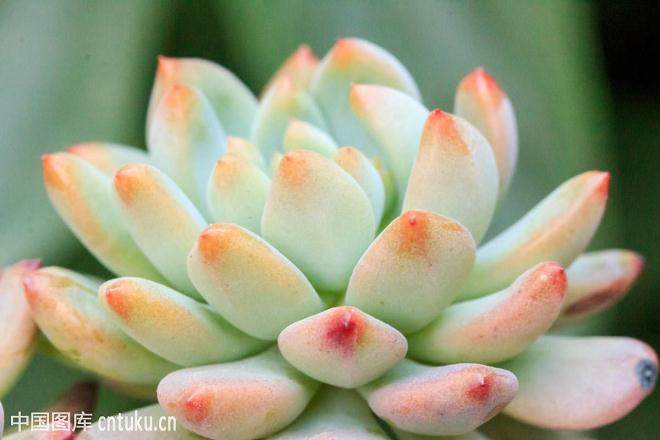 通过淘宝、微信实现多肉植物多元化销售