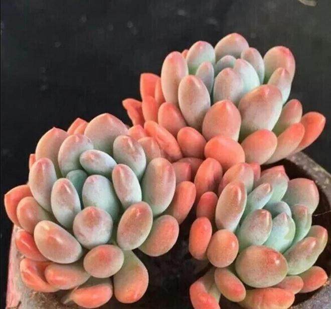 他梦想在新疆建造一个多肉基地