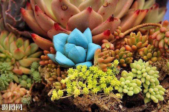 她淘宝销出多肉植物6000多盆 月毛收入达10万左右