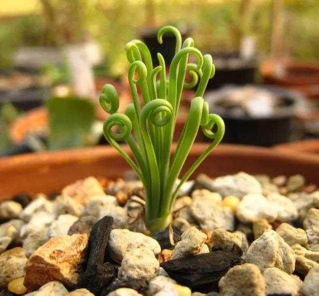 养护弹簧草多肉的技巧 图片