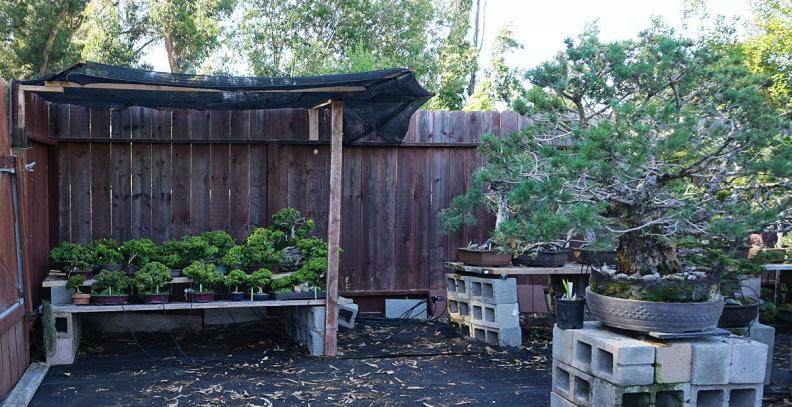 我在美国旅行时 拍的几张盆景照片