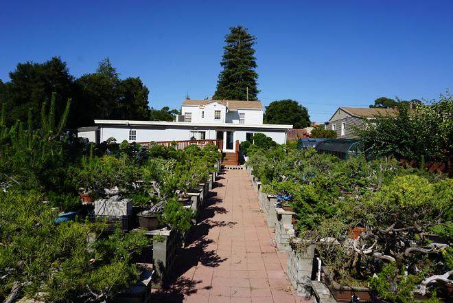 我在美国旅行时 拍的几张盆景照片