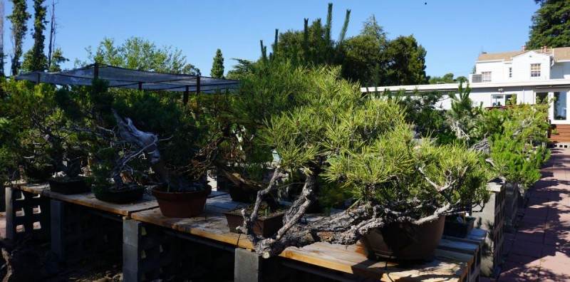 我在美国旅行时 拍的几张盆景照片