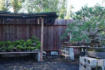 我在美国旅行时 拍的几张盆景照片