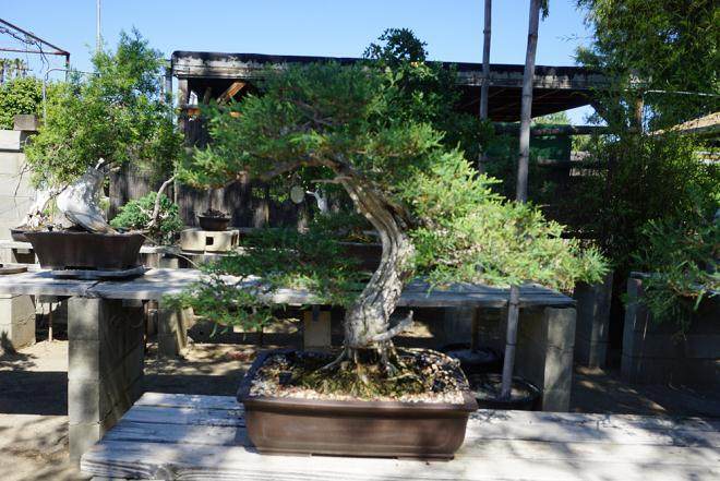 观赏了亨廷顿花园 富士盆景 最后是木村盆景