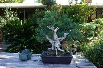 观赏了亨廷顿花园 富士盆景 最后是木村盆景