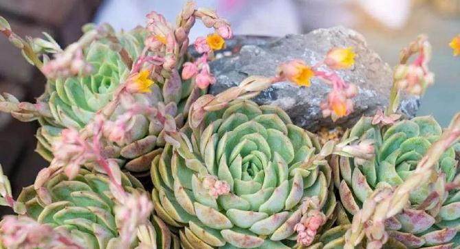 多肉开花要注意什么?