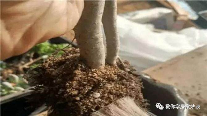 多肉老桩换盆要注意哪些事项呢?