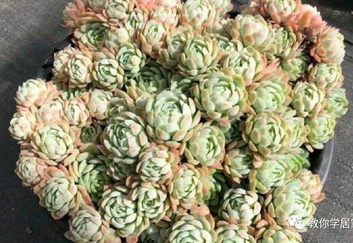 多肉老桩换盆要注意哪些事项呢?