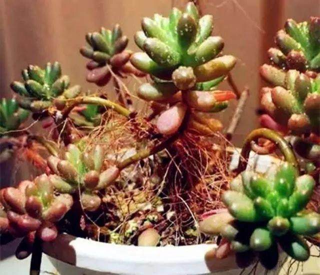 多肉养护过程中 经常会冒出白色的小胡须？