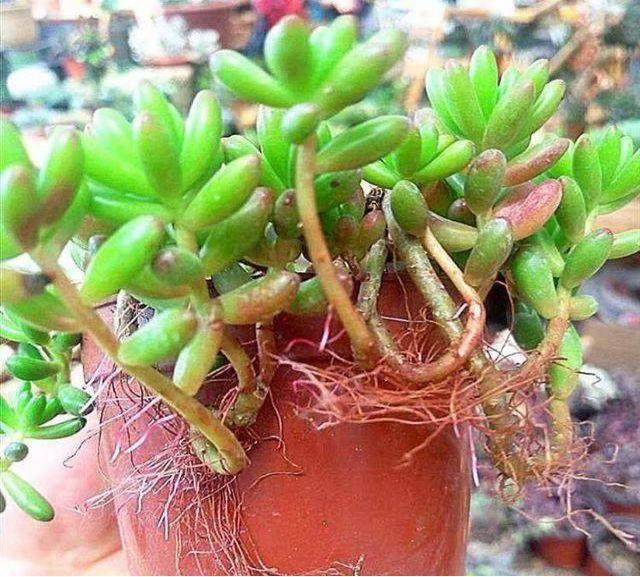 多肉养护过程中 经常会冒出白色的小胡须？