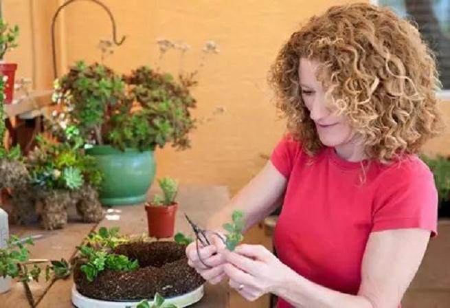 多肉花环放在哪儿欣赏最好呢？