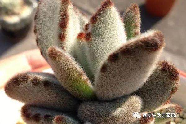 多肉黑兔耳的养护要点 只有光照足