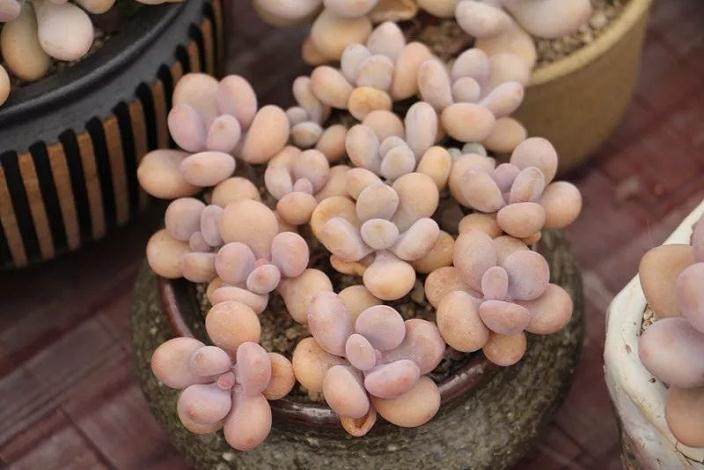 多肉黑兔耳的养护要点 只有光照足