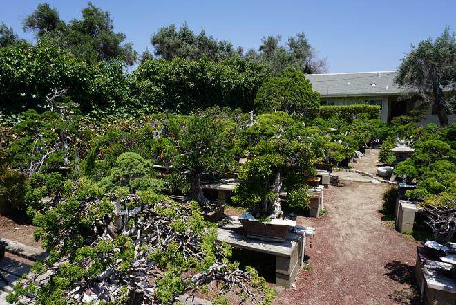 在参观亨廷顿花园后 我短途旅行到富士盆景