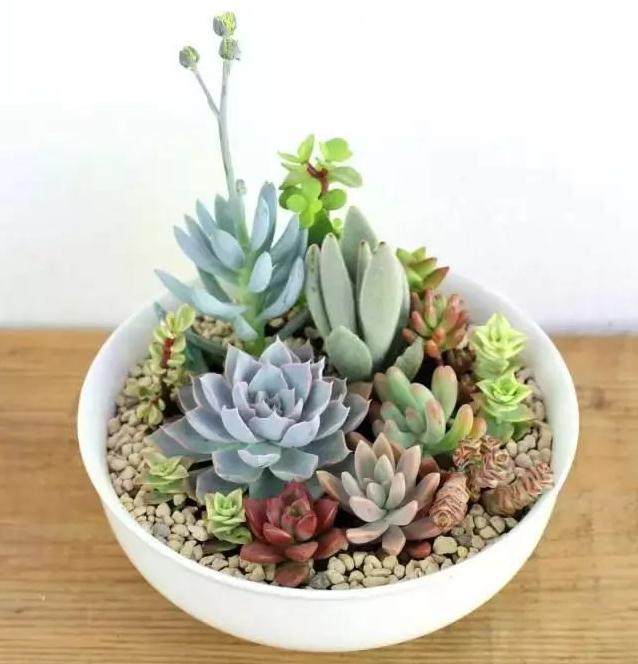 夏天买多肉怎么正确的操作方式 图片