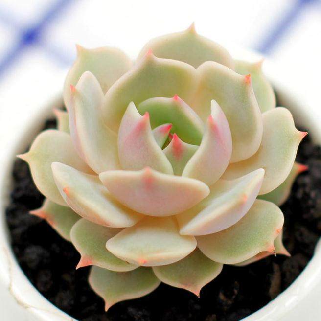 摸摸多肉 如果掉叶子了 那肯定就是化水了