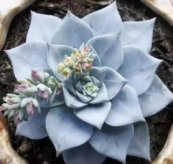 多肉开花要学会这么处理?