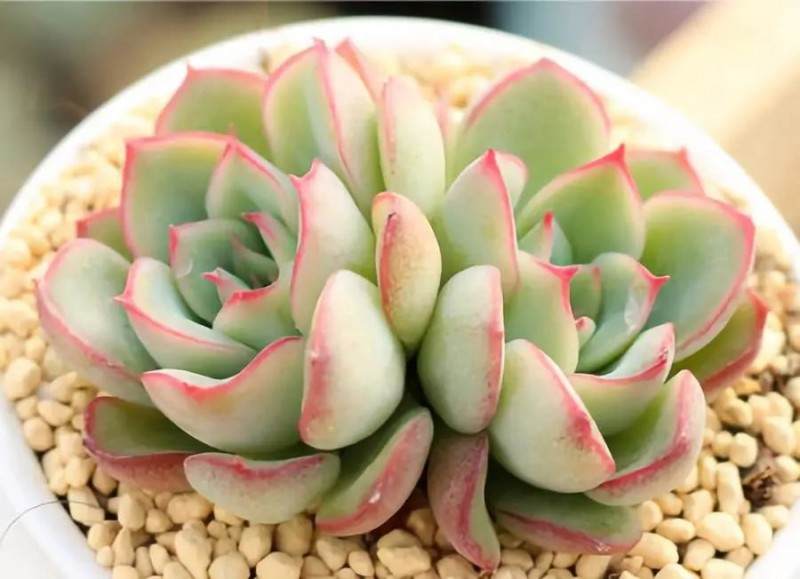 多肉如何爆头 你还不知道该怎么做?