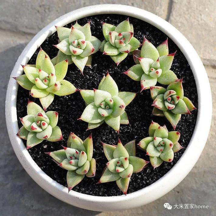 多肉摆放室内这样养 生长茂盛又可爱
