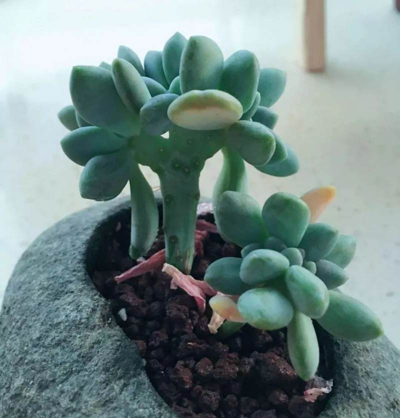 多肉花剑要剪掉吗？做好这几点 多肉状态好