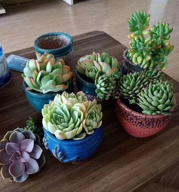 多肉新陈代谢太旺盛 好事还是坏事?