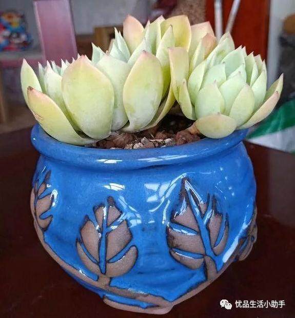 多肉新陈代谢太旺盛 好事还是坏事?