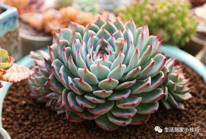 多肉吉娃莲你会养吗?这3个小窍门一定要知道!