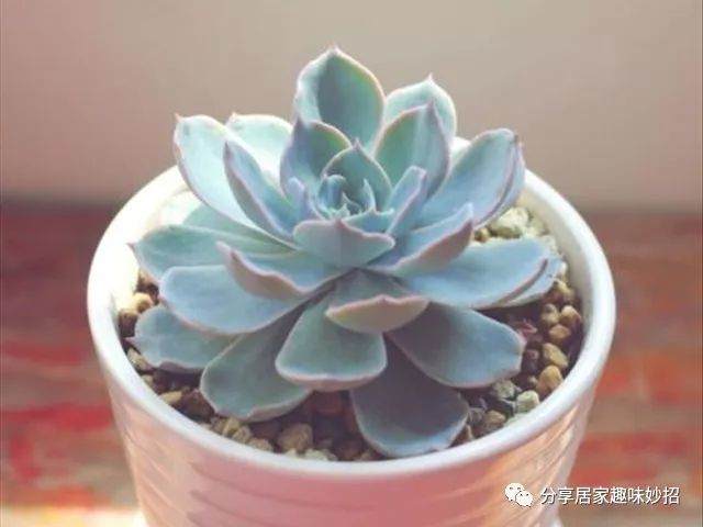 多肉蓝石莲该如何养殖 图片