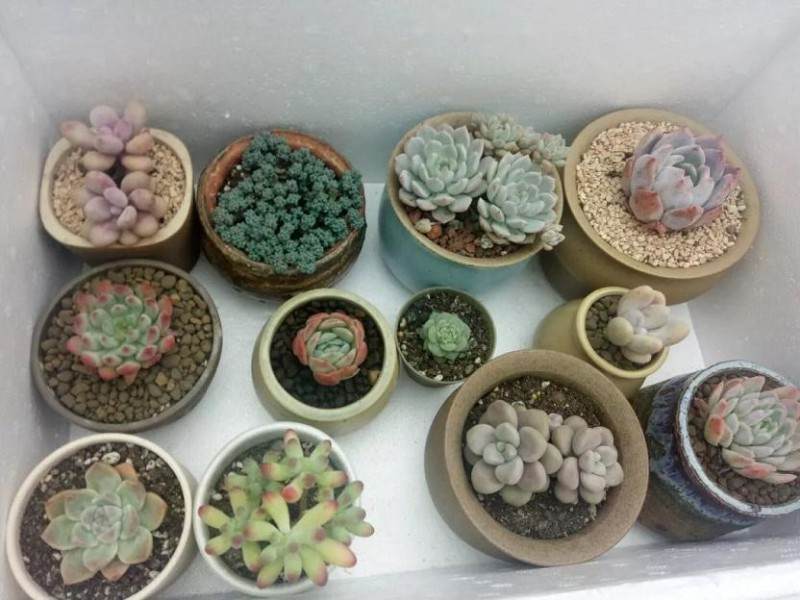 南北方温度不同 多肉植物怎么养 图片