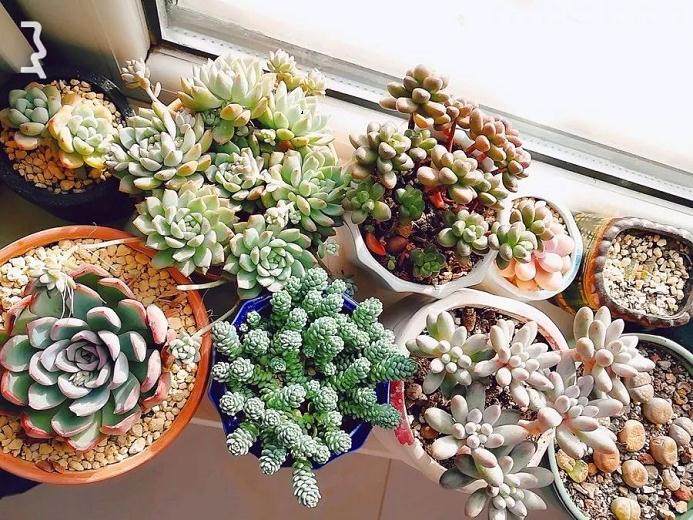 南北方温度不同 多肉植物怎么养 图片